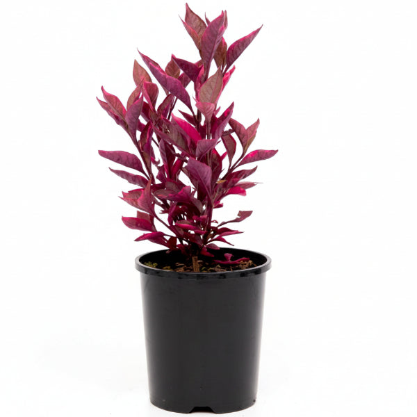 Alternanthera Red, Red Sessile, Joyweed (small)