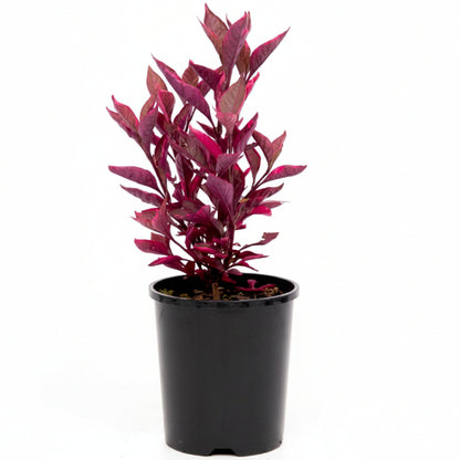 Alternanthera Red, Red Sessile, Joyweed (small)