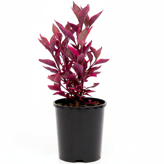 Alternanthera Red, Red Sessile, Joyweed (small)
