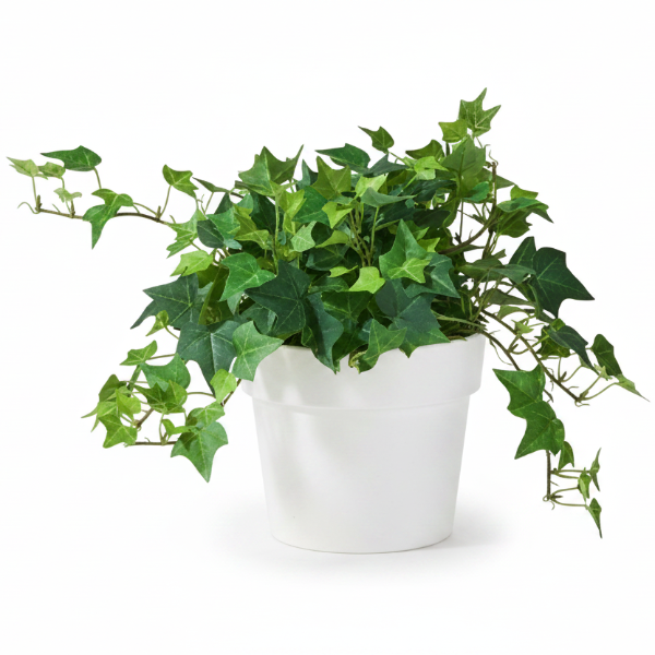 Hedera helix, English Ivy