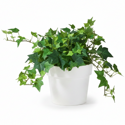 Hedera helix, English Ivy