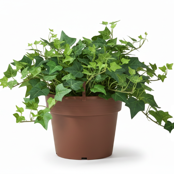 Hedera helix, English Ivy