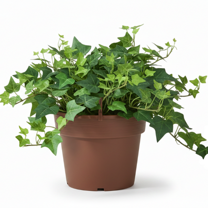 Hedera helix, English Ivy