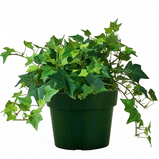 Hedera helix, English Ivy
