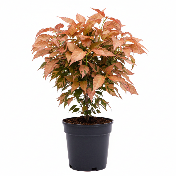 Acalypha wilkesiana, Copper Leaf