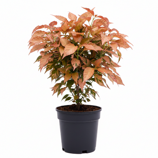 Acalypha wilkesiana, Copper Leaf