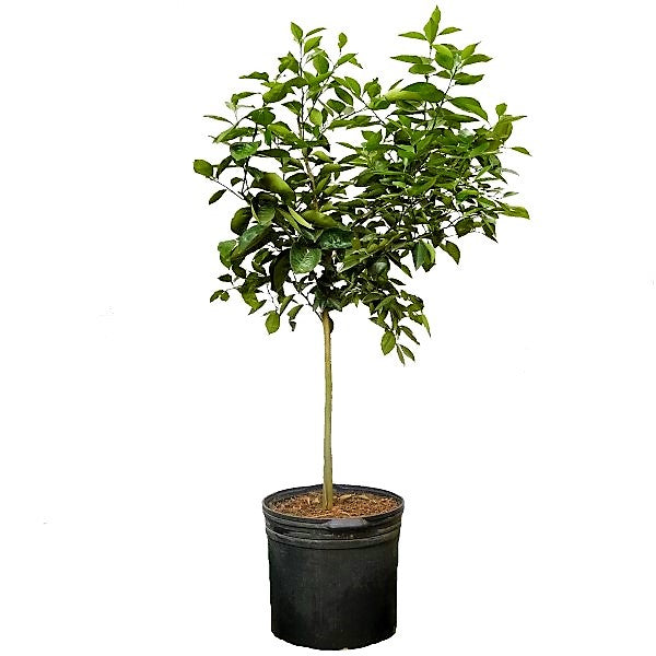 Citrus orange, Orange Tree - www.Greenie.ae Buy online Best and Healthy Plants and quality products guarantee in Dubai Plants Shop in Dubai Abu Dhabi all over UAE Plants near me Fresh Plants in Dubai where to buy plants in UAE - Greenie.ae