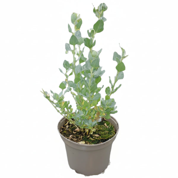 Atriplex halimus, Salt Bush