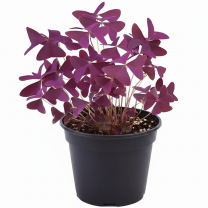 Oxalis Triangularis, Love Plant, Purple Shamrock