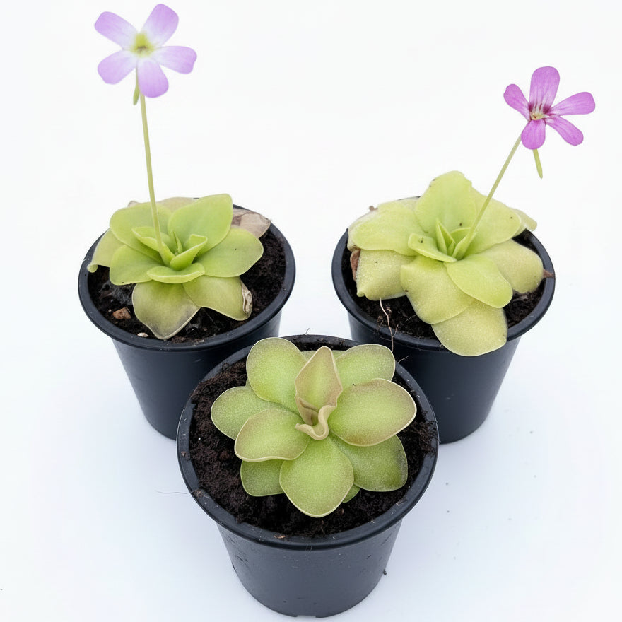 Butterworts , Sarracenia pinguicula