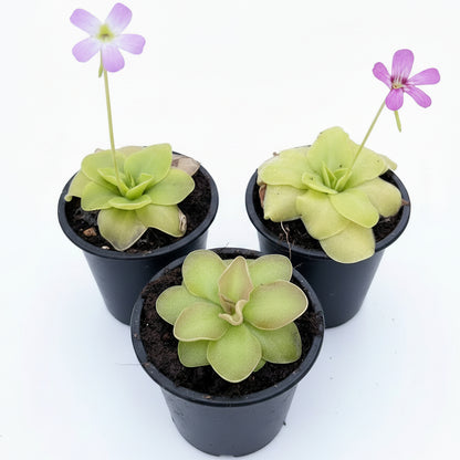 Butterworts , Sarracenia pinguicula