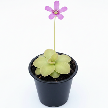 Butterworts , Sarracenia pinguicula
