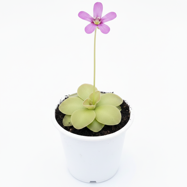 Butterworts , Sarracenia pinguicula
