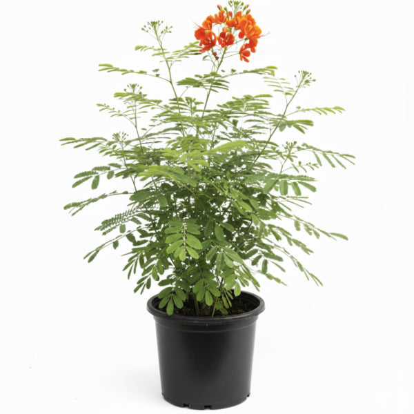 Potted plant with red flowers on a grassy surface with a white wall background