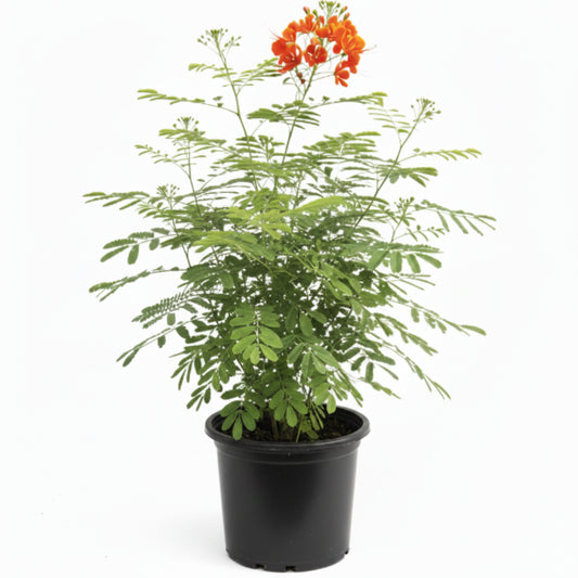 Potted plant with red flowers on a grassy surface with a white wall background