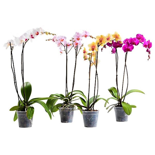 Moth Orchids, Phalaenopsis orchids - www.Greenie.ae Buy online Best and Healthy Plants and quality products guarantee in Dubai Plants Shop in Dubai Abu Dhabi all over UAE Plants near me Fresh Plants in Dubai where to buy plants in UAE - Greenie.ae