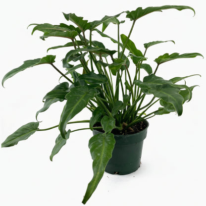 Philodendron xanadu - Greenie.ae Dubai UAE Delivery Online Shop