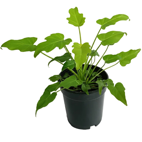 Philodendron xanadu - Greenie.ae Dubai UAE Delivery Online Shop