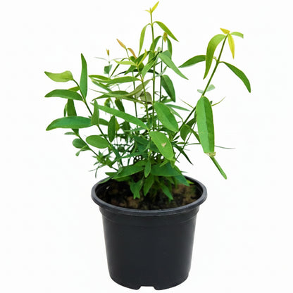 Miswak Plant, Salvadora persica, Toothbrush Tree - Greenie.ae Dubai UAE Delivery Online Shop