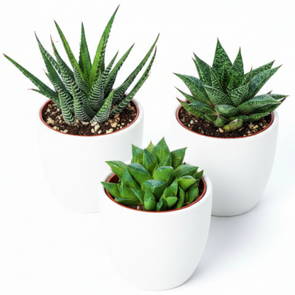 Haworthia Succulents