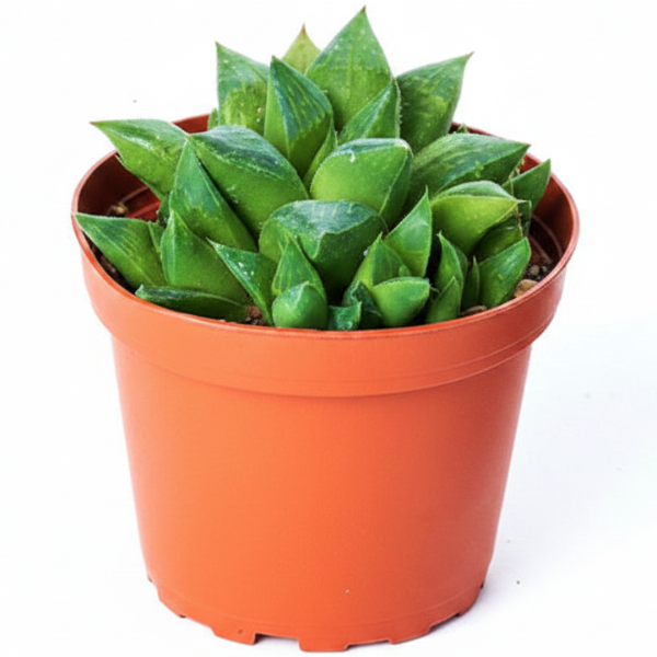 Haworthia Succulents
