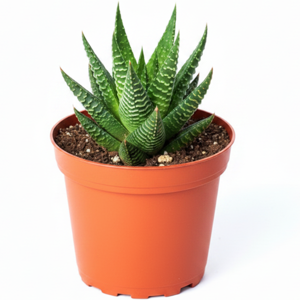 Haworthia Succulents