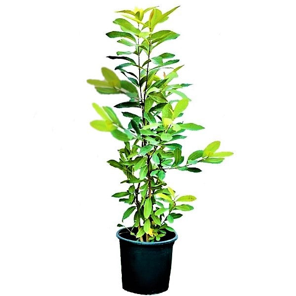 Syzygium Cumini, Java Plum, Jamun, Jambolan Dubai UAE best online Plants