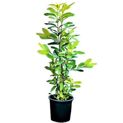 Black Plum, Syzygium Cumini, Java Plum, Jamun, Jambolan - www.Greenie.ae Buy online Best and Healthy Plants and quality products guarantee in Dubai Plants Shop in Dubai Abu Dhabi all over UAE Plants near me Fresh Plants in Dubai where to buy plants in UAE - Greenie.ae