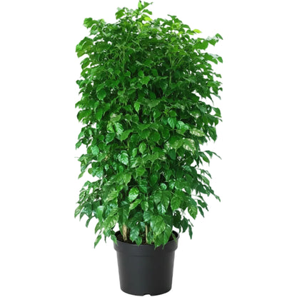 Radermachera sinica, China Doll Plant