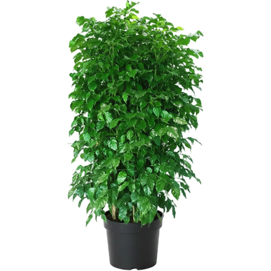 Radermachera sinica, China Doll Plant