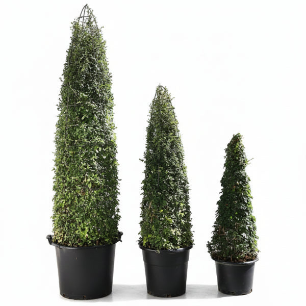 Three tall, green, cone-shaped topiary plants in black pots on grass with a white wall background.