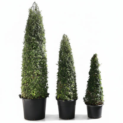 Three tall, green, cone-shaped topiary plants in black pots on grass with a white wall background.