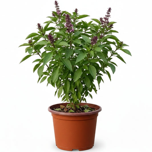 Rehan Herb, Niazbo, Persian Basil, Ocimum Basilicum