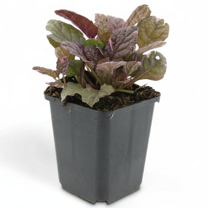 Ajuga Reptans, Bugleherb (small)