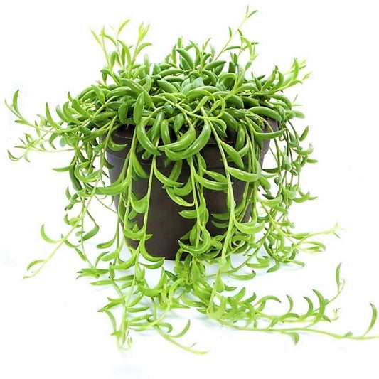 String of Bananas, Senecio Radicans - www.Greenie.ae Buy online Best and Healthy Plants and quality products guarantee in Dubai Plants Shop in Dubai Abu Dhabi all over UAE Plants near me Fresh Plants in Dubai where to buy plants in UAE - Greenie.ae