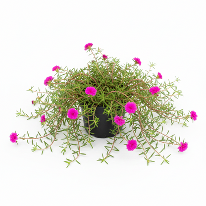 Rose Moss, Portulaca Grandiflora