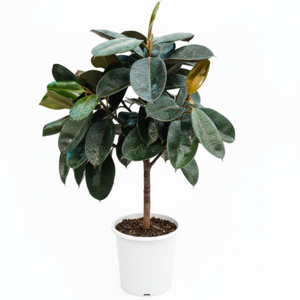 Ficus elastic Tree, Rubber Plant Tree