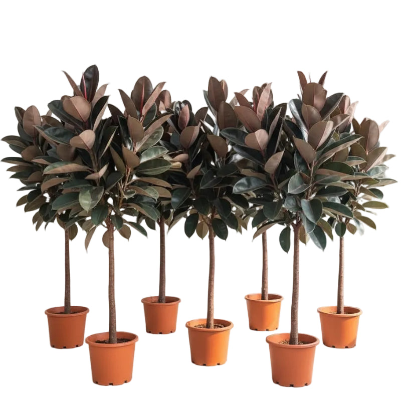 Ficus elastic Tree, Rubber Plant Tree