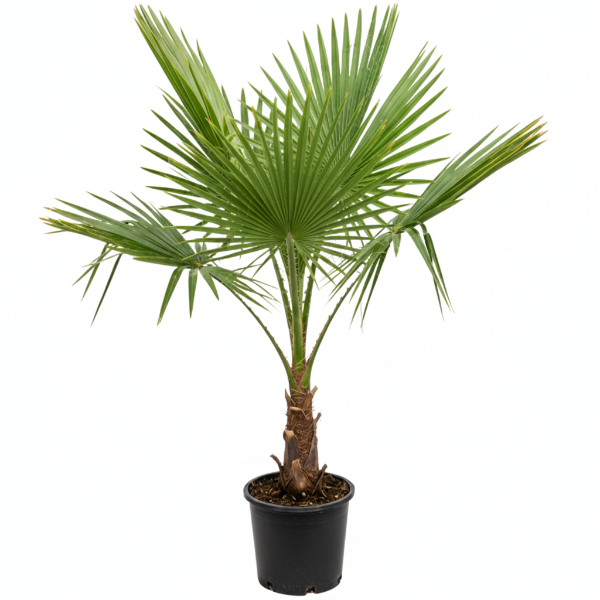 Mexican Blue Palm, Brahea Armata - Greenie.ae Dubai UAE Delivery Online Shop