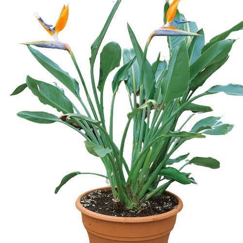 Bird of Paradise, Strelitzia Reginae, Indoor - www.Greenie.ae Buy online Best and Healthy Plants and quality products guarantee in Dubai Plants Shop in Dubai Abu Dhabi all over UAE Plants near me Fresh Plants in Dubai where to buy plants in UAE - Greenie.ae