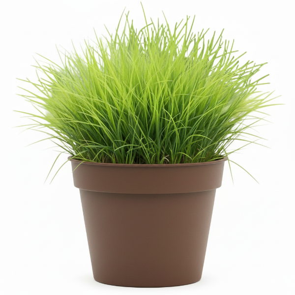 Zoysia Japonica, Korean Lawn Grass