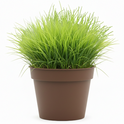 Zoysia Japonica, Korean Lawn Grass