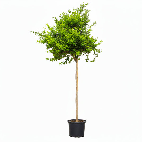 Ziziphus Spina Christi, Sidr Tree