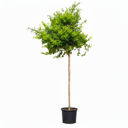 Ziziphus Spina Christi, Sidr Tree