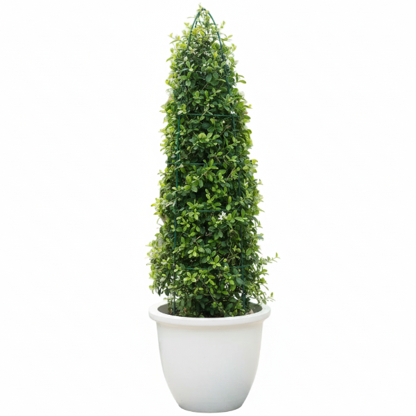 Ehretia microphylla, Fukien Tea, Cone Shape