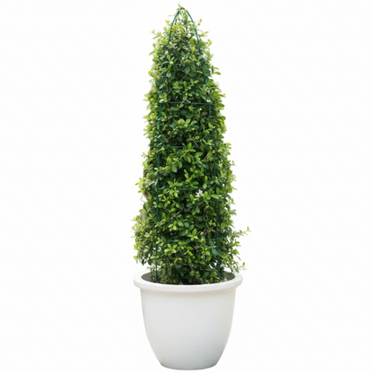 Ehretia microphylla, Fukien Tea, Cone Shape