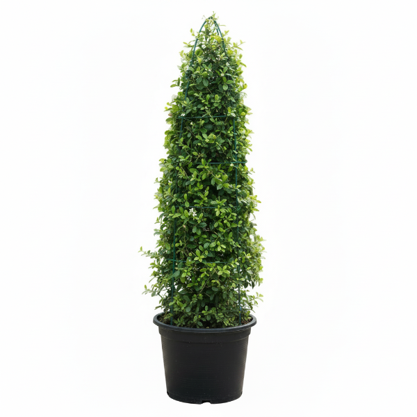Ehretia microphylla, Fukien Tea, Cone Shape