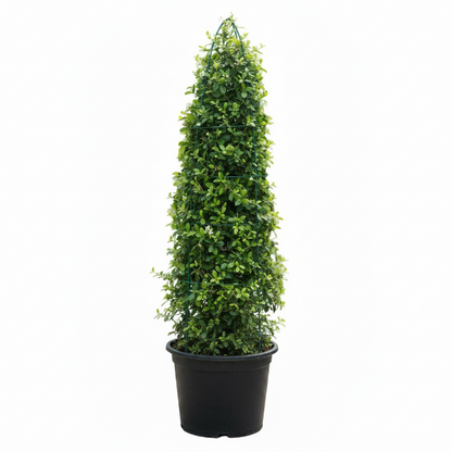 Ehretia microphylla, Fukien Tea, Cone Shape