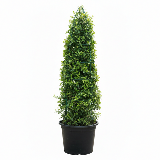 Ehretia microphylla, Fukien Tea, Cone Shape