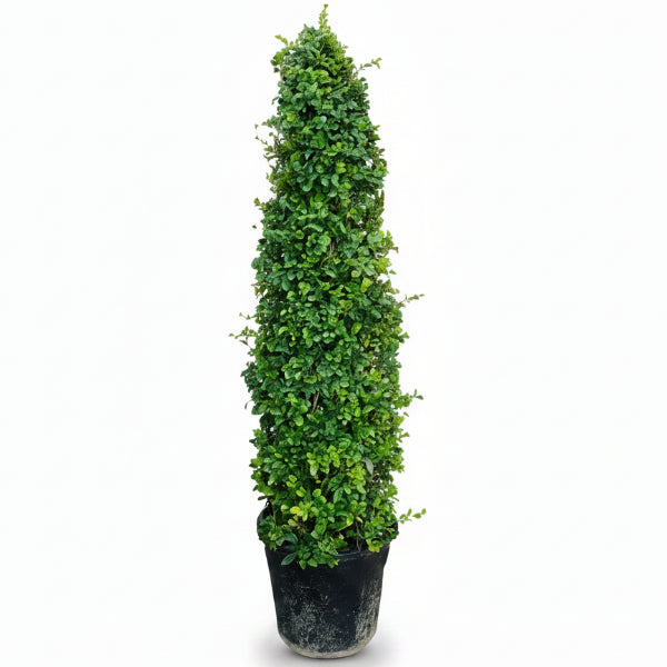 Ehretia microphylla, Fukien Tea, Cone Shape